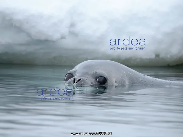 : Weddell seal swimming near Goudier Island, Antarctic : Weddell seal swimming near Goudier Island, Antarctic