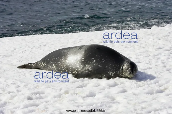 : Weddell / Weddel Seal : Weddell / Weddel Seal