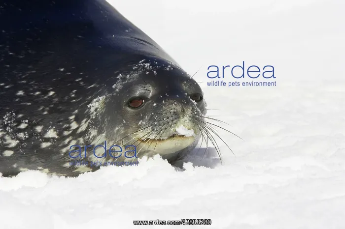 : Weddell / Weddel Seal : Weddell / Weddel Seal