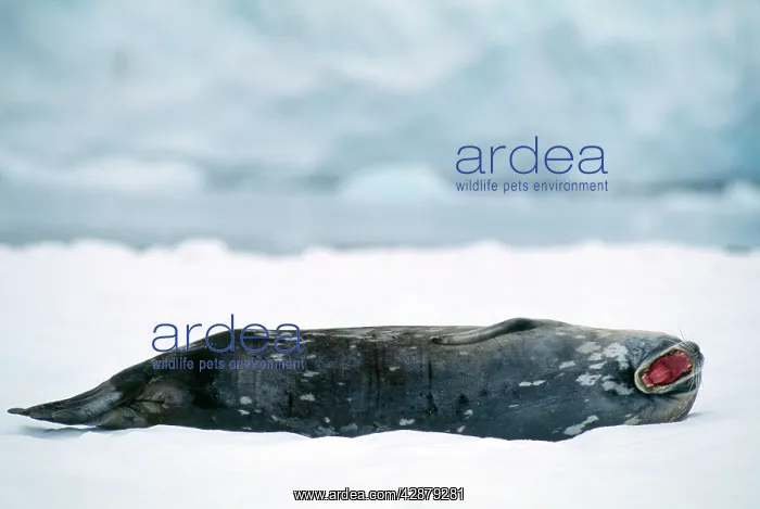 : Weddell / Weddel Seal : Weddell / Weddel Seal
