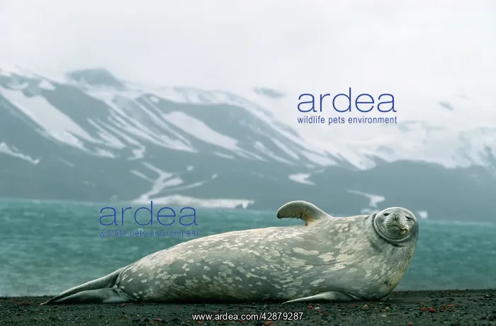 : Weddell / Weddel Seal : Weddell / Weddel Seal