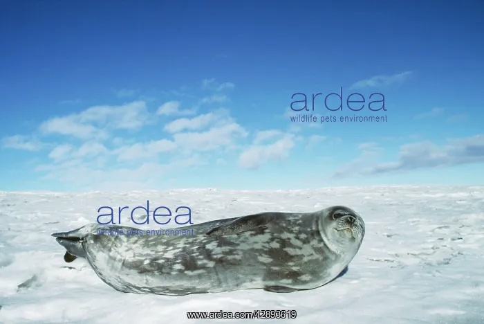 : Weddell / Weddel Seal : Weddell / Weddel Seal