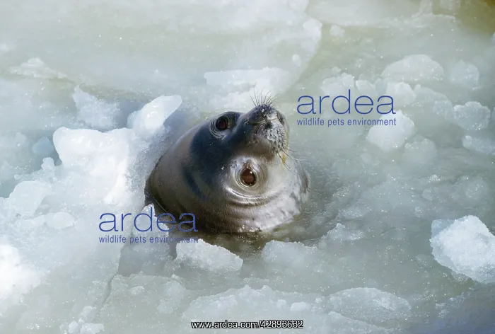 : Weddell / Weddel Seal - at breathing hole : Weddell / Weddel Seal - at breathing hole