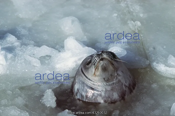 : Weddell / Weddel Seal - at breathing hole : Weddell / Weddel Seal - at breathing hole