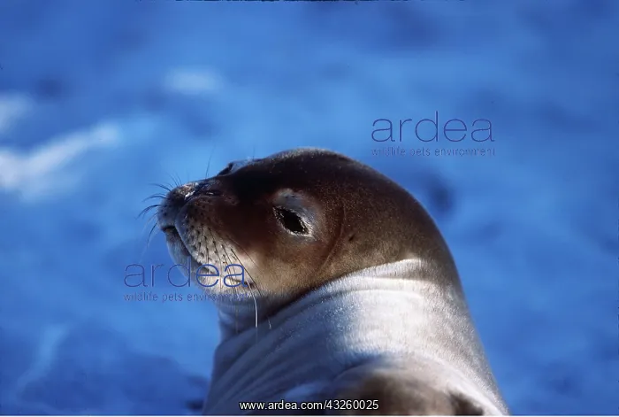 : Weddell / Weddel Seal - pup : Weddell / Weddel Seal - pup