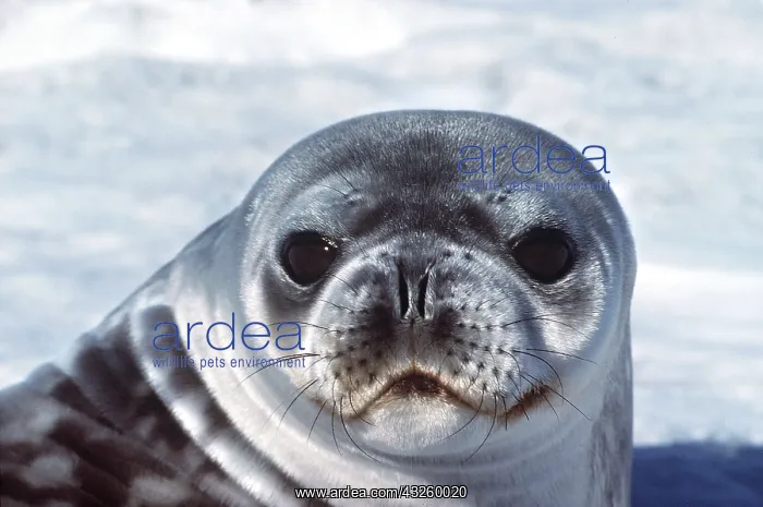 : Weddell / Weddel Seal - pup face : Weddell / Weddel Seal - pup face