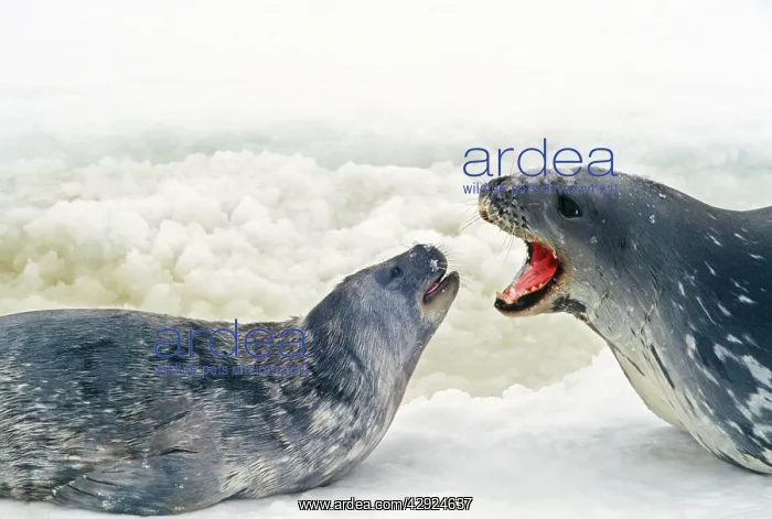  : Weddell  /  Weddel Seal - talking to pup