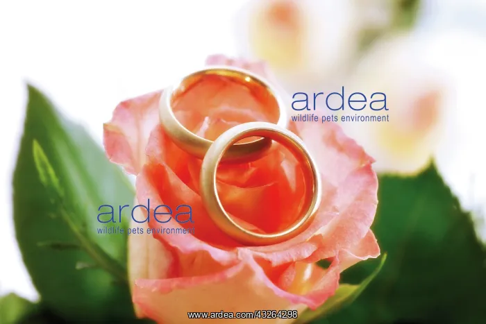 : Wedding bands on a rose : Wedding bands on a rose