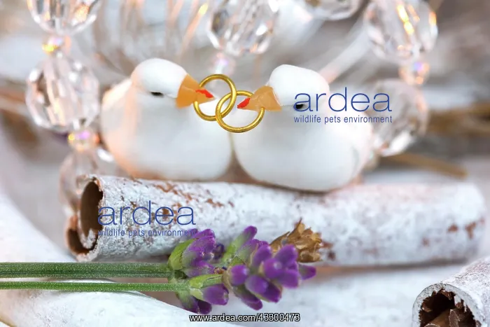  : Wedding birds, decorative figures, with lavender