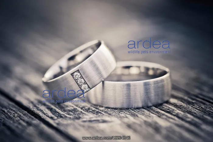 : Wedding rings : Wedding rings