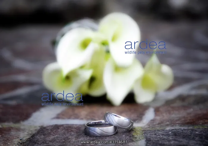 : Wedding rings in front of a bridal bouquet : Wedding rings in front of a bridal bouquet