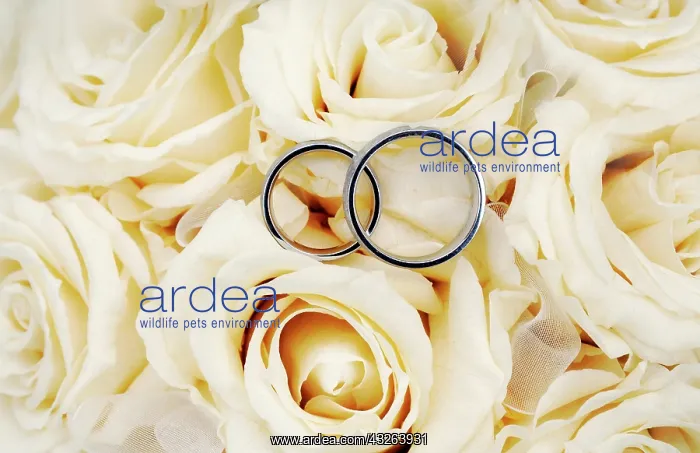 : Wedding rings on a bridal bouquet, white roses : Wedding rings on a bridal bouquet, white roses