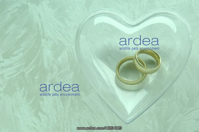 : Wedding rings in a transparent heart : Wedding rings in a transparent heart