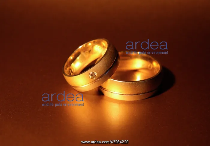 : Wedding rings, whitegold, diamond : Wedding rings, whitegold, diamond