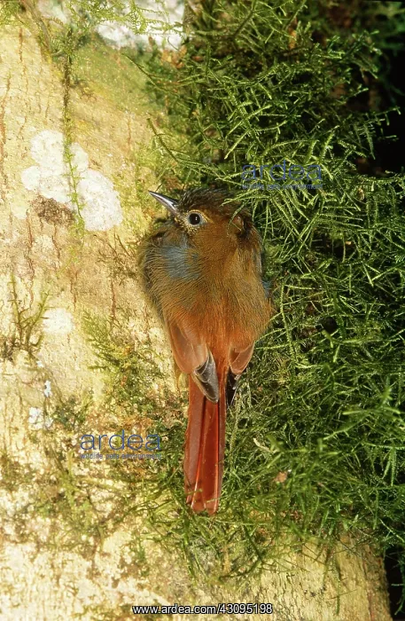 : Wedge-Billed Woodcreeper : Wedge-Billed Woodcreeper
