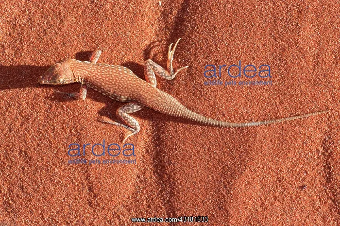 : Wedge-Snouted Lizard : Wedge-Snouted Lizard