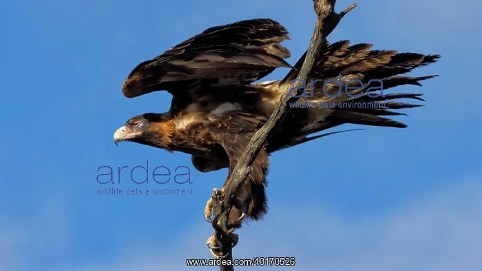 : Wedge tail eagle (Aquila audax) found on the side : Wedge tail eagle (Aquila audax) found on the side