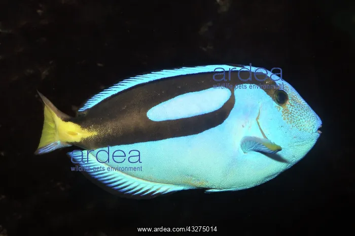 : Wedge-tailed Blue Tang; reefs and shallow coastal : Wedge-tailed Blue Tang; reefs and shallow coastal