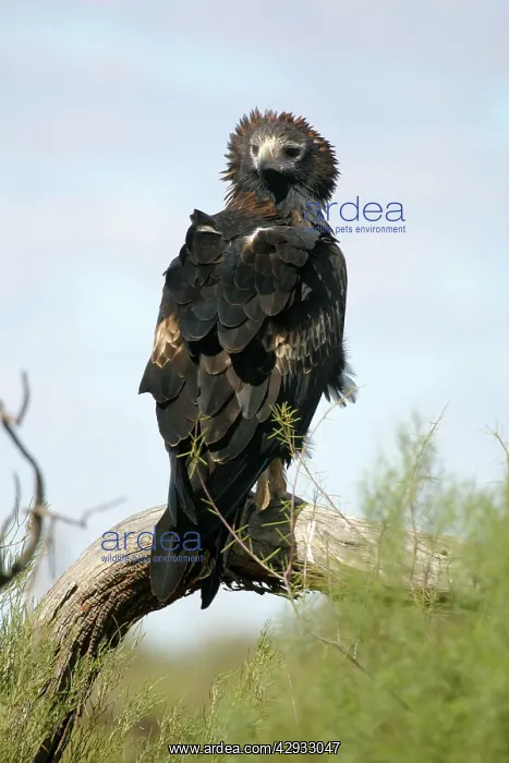 : Wedge-tailed Eagle : Wedge-tailed Eagle