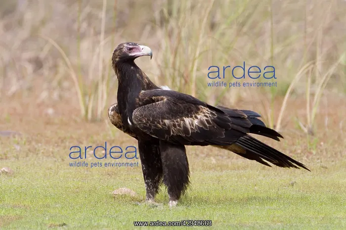: Wedge-tailed Eagle : Wedge-tailed Eagle