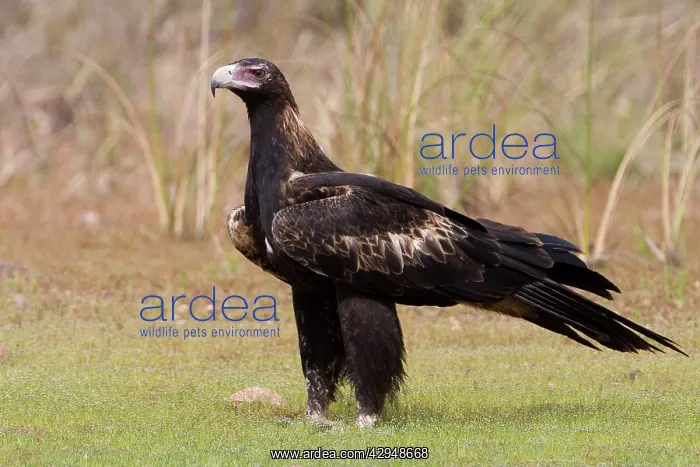 : Wedge-tailed Eagle : Wedge-tailed Eagle