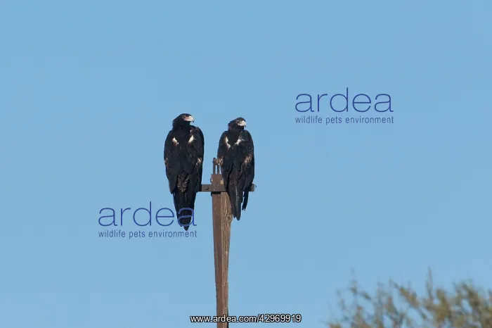 : Wedge-tailed Eagle : Wedge-tailed Eagle