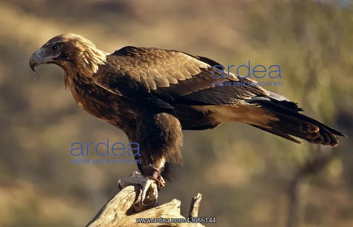 : Wedge Tailed Eagle : Wedge Tailed Eagle