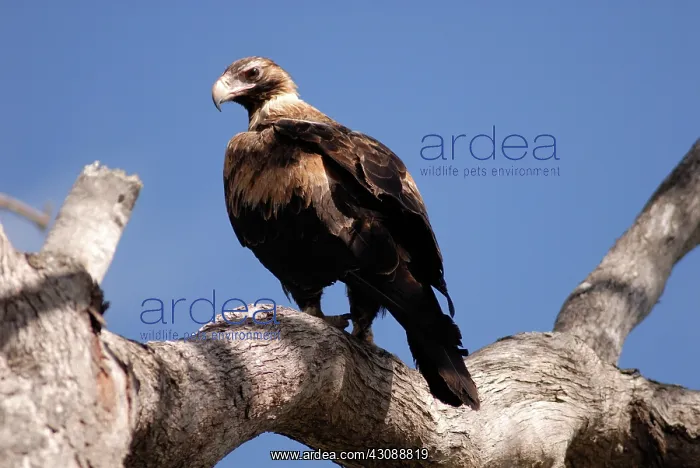 : Wedge-tailed Eagle : Wedge-tailed Eagle