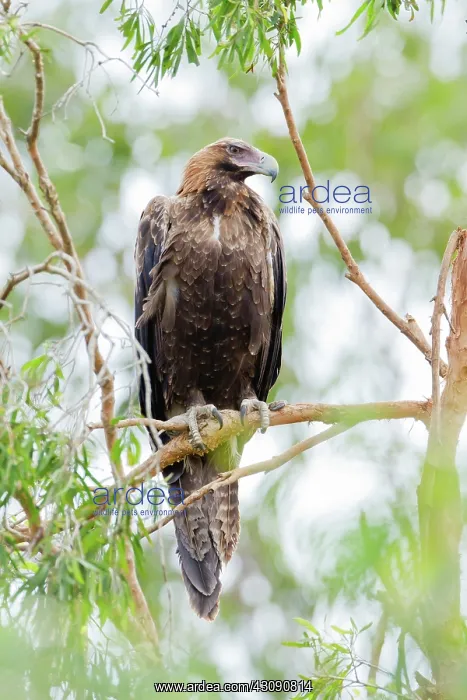 : Wedge-tailed Eagle : Wedge-tailed Eagle