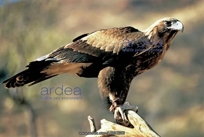 : Wedge-Tailed Eagle : Wedge-Tailed Eagle