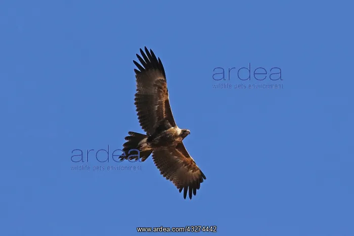 : Wedge-tailed Eagle A4487 2 : Wedge-tailed Eagle A4487 2