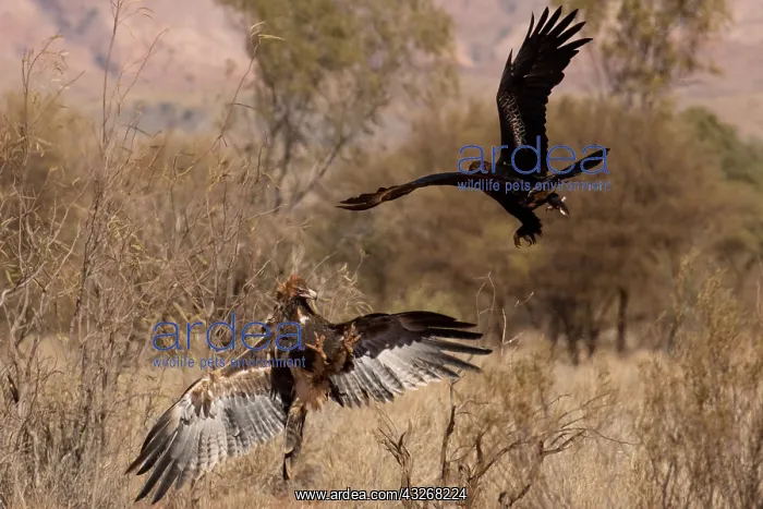 : Wedge-tailed Eagle - Adult and juvenile fighting : Wedge-tailed Eagle - Adult and juvenile fighting
