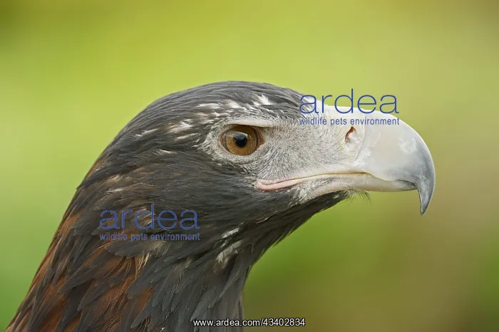 : Wedge-tailed eagle (Aquila audax), portrait, captive : Wedge-tailed eagle (Aquila audax), portrait, captive