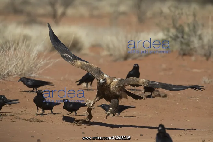 : Wedge-tailed Eagle - This bird trying to protect : Wedge-tailed Eagle - This bird trying to protect