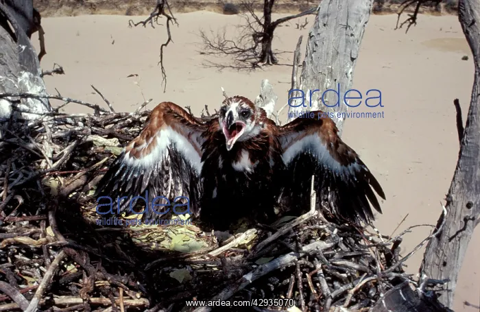 : Wedge-tailed eagle - chick in nest : Wedge-tailed eagle - chick in nest