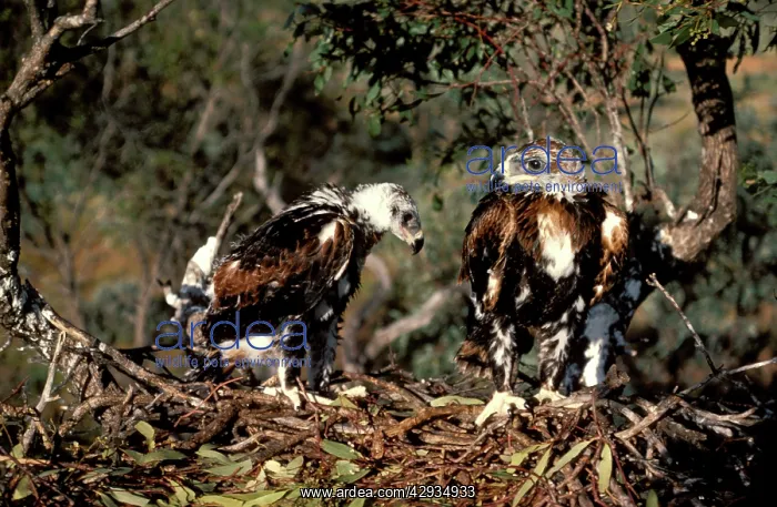: Wedge-tailed eagle - chicks partly fledged on nest : Wedge-tailed eagle - chicks partly fledged on nest