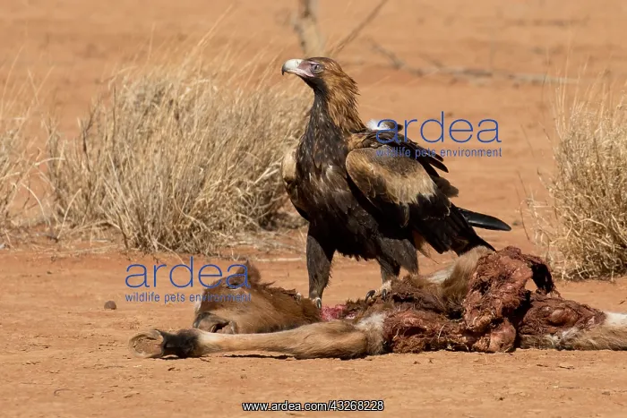 : Wedge-tailed Eagle - At a dead foal - killed by : Wedge-tailed Eagle - At a dead foal - killed by