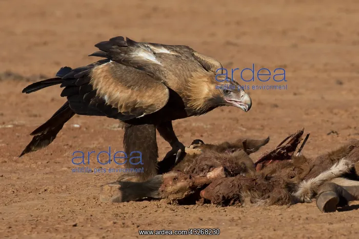 : Wedge-tailed Eagle - At a dead foal - killed by : Wedge-tailed Eagle - At a dead foal - killed by