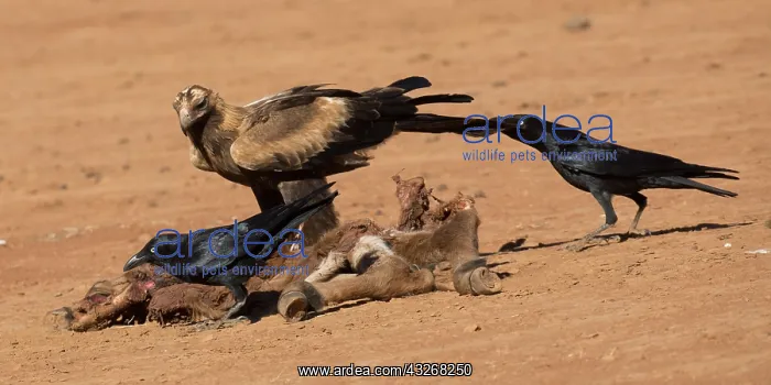 : Wedge-tailed Eagle - At a dead foal killed by dogs : Wedge-tailed Eagle - At a dead foal killed by dogs