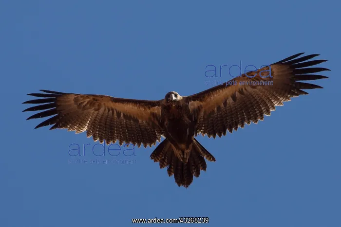 : Wedge-tailed Eagle - In desert country near Papunya : Wedge-tailed Eagle - In desert country near Papunya