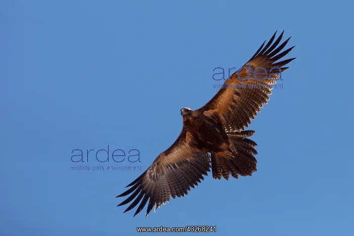 : Wedge-tailed Eagle - In desert country near Papunya : Wedge-tailed Eagle - In desert country near Papunya
