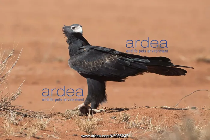 : Wedge-tailed Eagle - In desert country near Papunya : Wedge-tailed Eagle - In desert country near Papunya