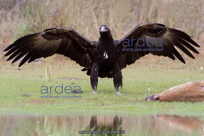 : Wedge-tailed Eagle about to eat an Agile Wallaby : Wedge-tailed Eagle about to eat an Agile Wallaby