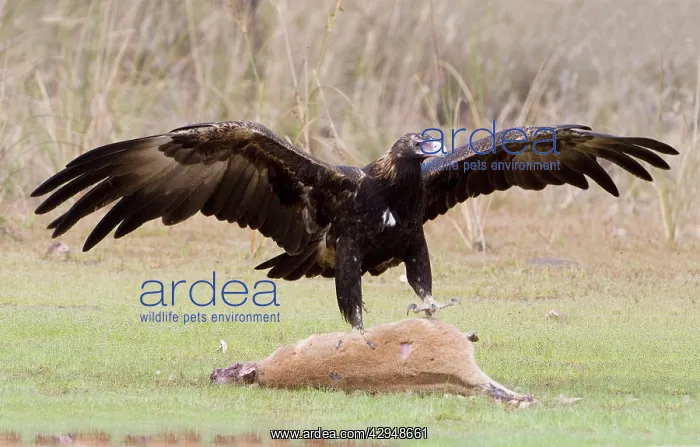 : Wedge-tailed Eagle about to eat an Agile Wallaby : Wedge-tailed Eagle about to eat an Agile Wallaby