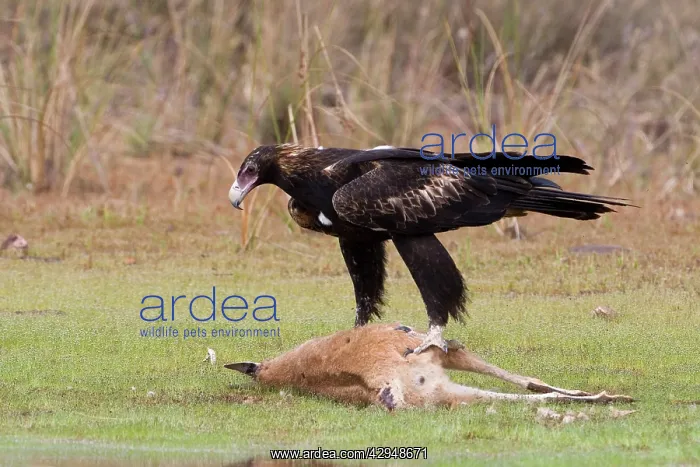 : Wedge-tailed Eagle eating Agile Wallaby : Wedge-tailed Eagle eating Agile Wallaby