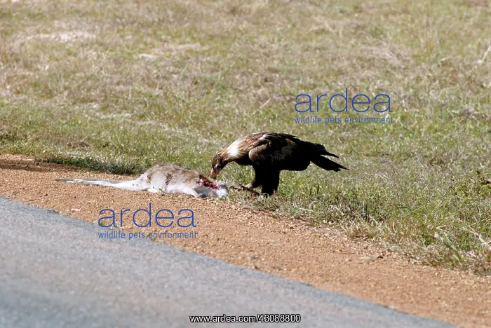 : Wedge-tailed Eagle eating roadkill : Wedge-tailed Eagle eating roadkill
