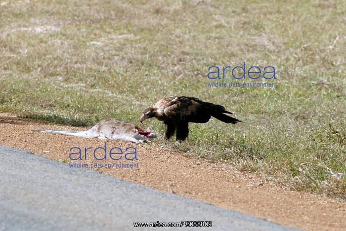 : Wedge-tailed Eagle eating roadkill : Wedge-tailed Eagle eating roadkill