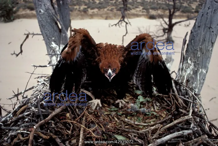 : Wedge-tailed eagle - fledgling in threat pose, on nest : Wedge-tailed eagle - fledgling in threat pose, on nest