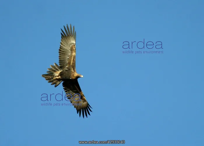 : Wedge-tailed Eagle - In flight : Wedge-tailed Eagle - In flight