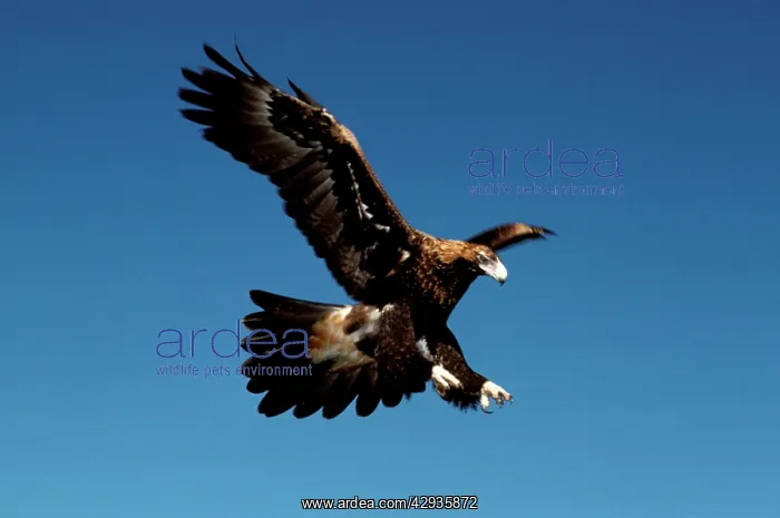 : Wedge-tailed eagle in flight : Wedge-tailed eagle in flight